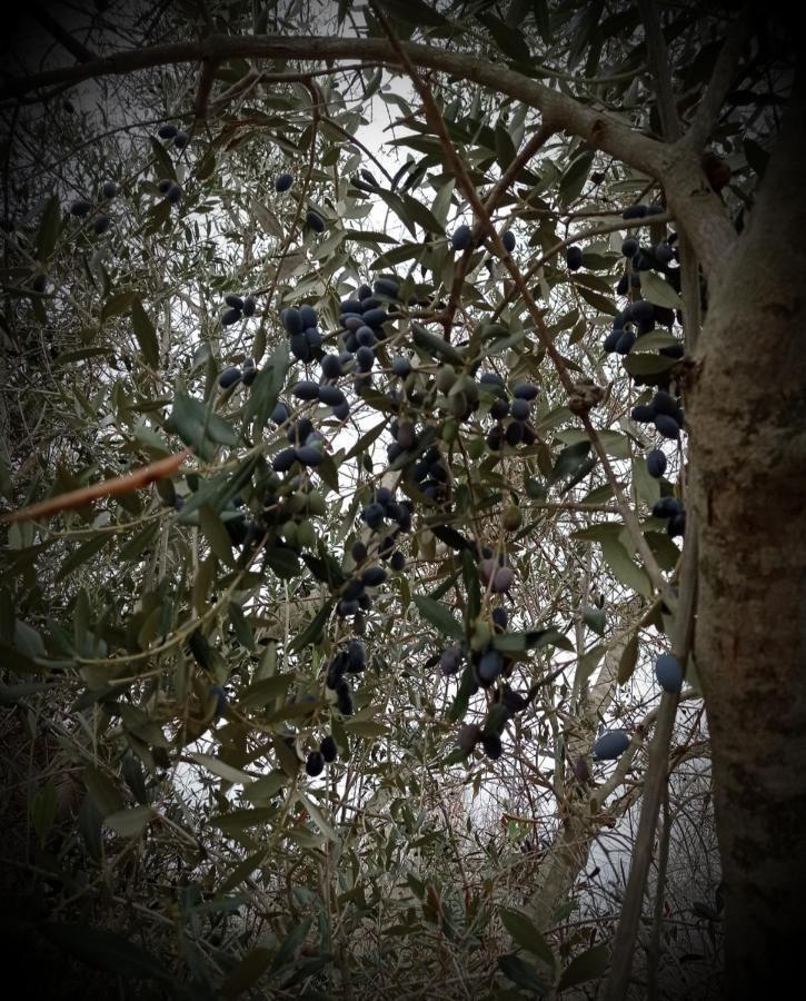 La Petraia Villa Magliano Buitenkant foto