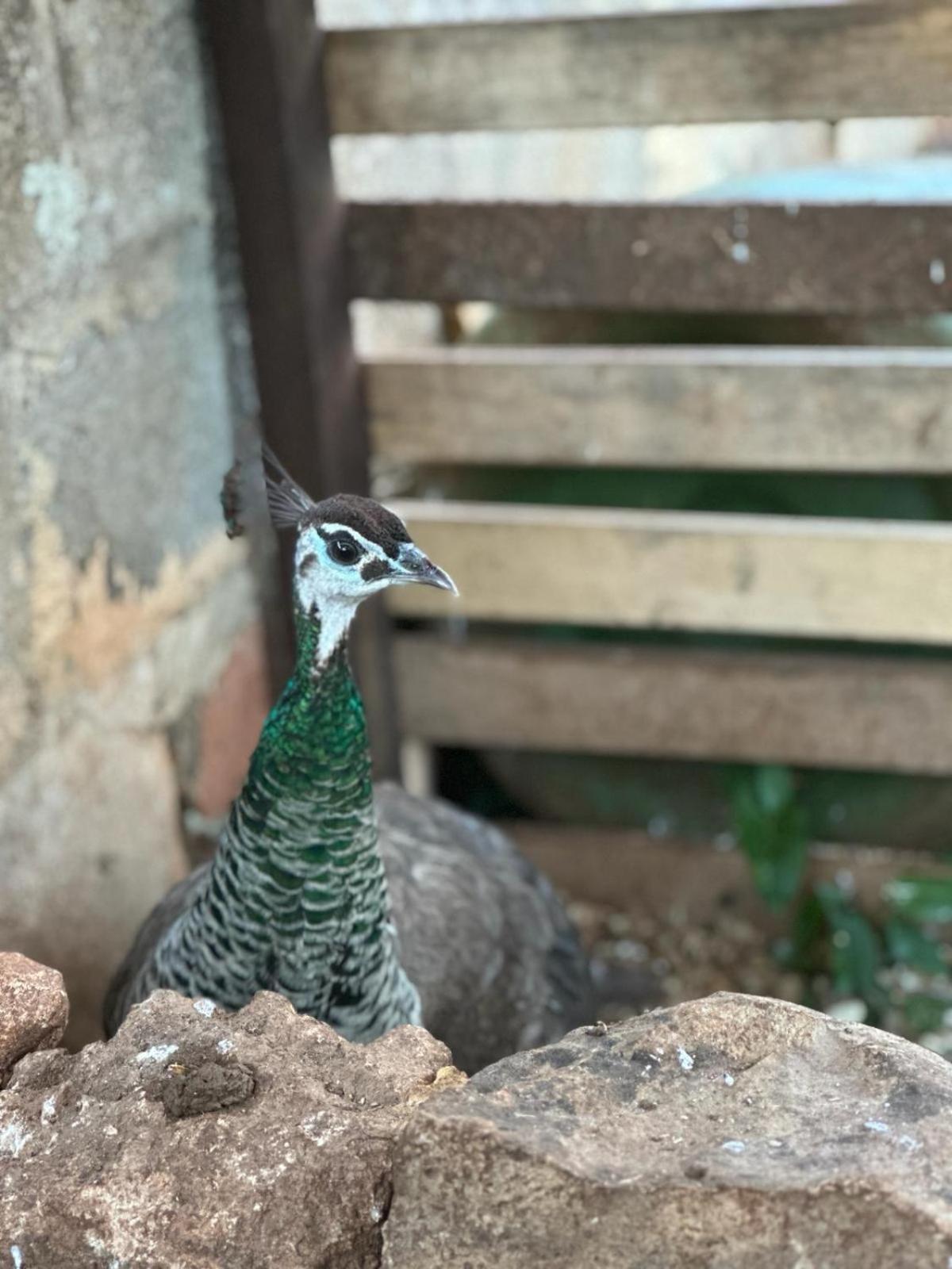 La Petraia Villa Magliano Buitenkant foto