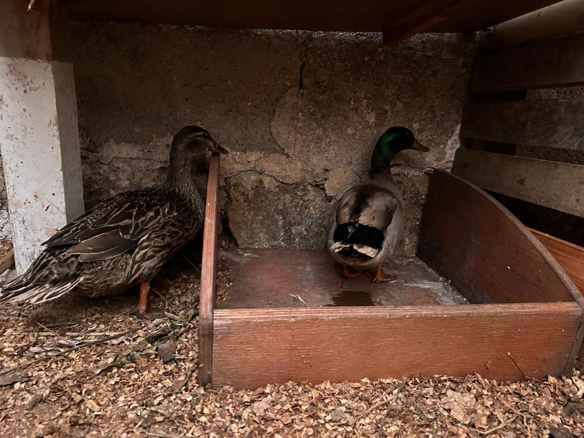 La Petraia Villa Magliano Buitenkant foto